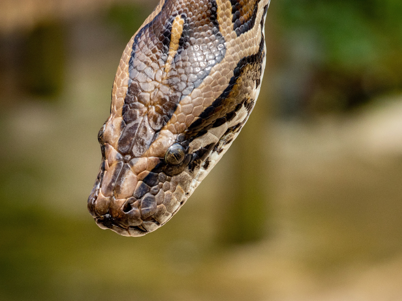 Brown reticulated python