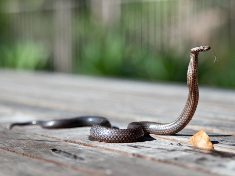 Brown snake looking up