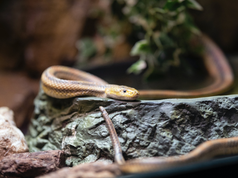 Brown snake on a rock
