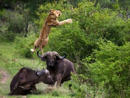 Buffalo-Flips-A-Lion-Five-Meters-Into-The-Air.jpg