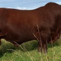 Bonsmara Bull Story