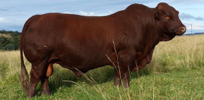 Bonsmara Bull Story