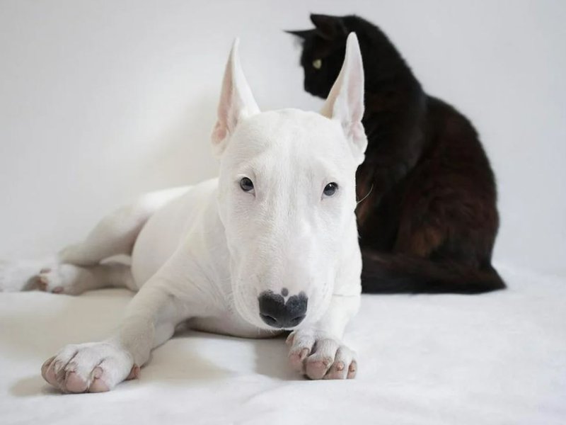 Grieving dog mom gets a tattoo of her deceased bull terrier made from his ashes.