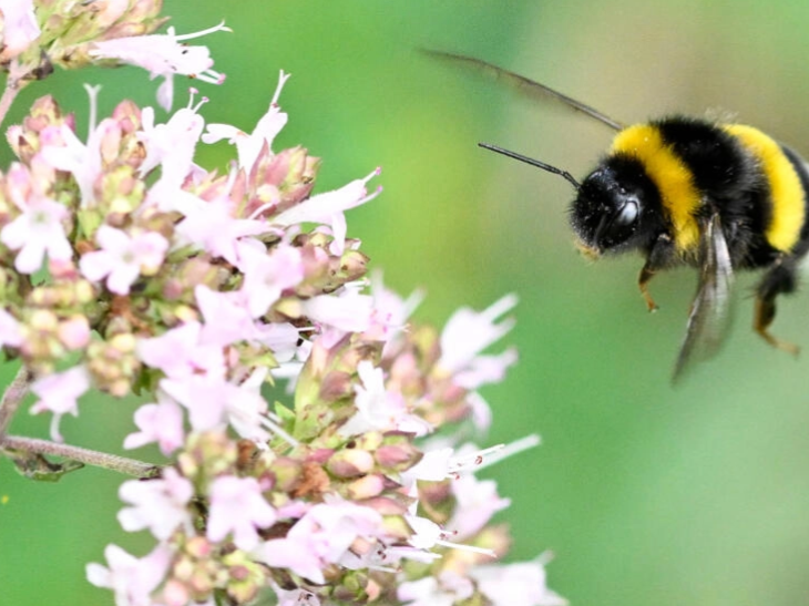 Queen bumblebees surprise scientists by surviving underwater