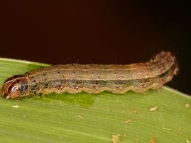Fall armyworm