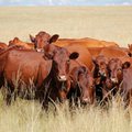 Cattle Cows Generic photo istock