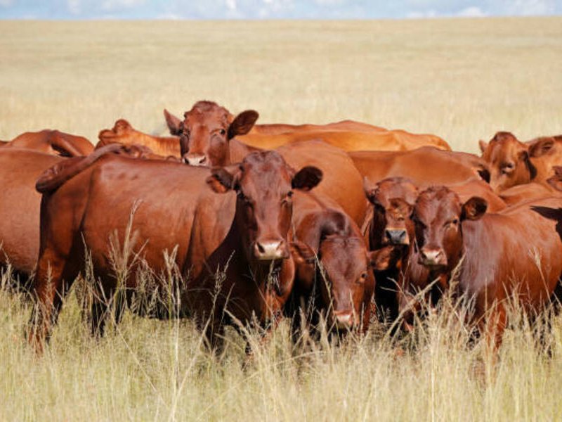 Cattle Cows Generic photo istock