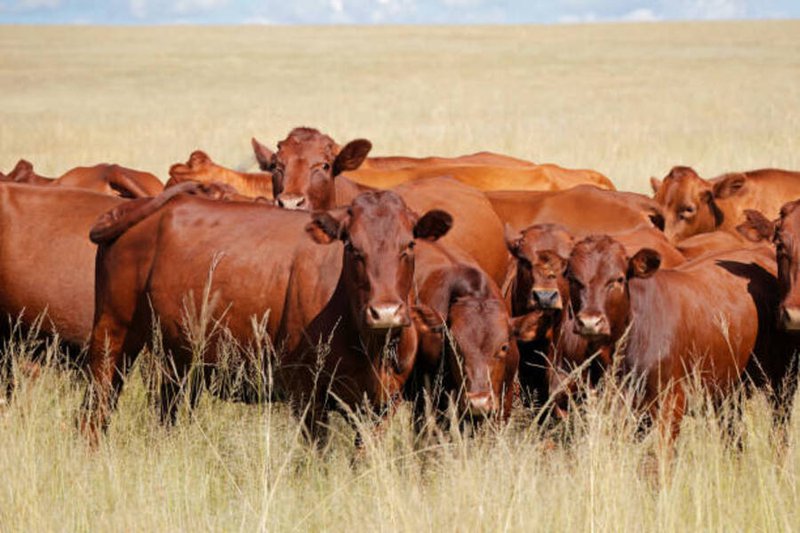 Cattle Cows Generic photo istock