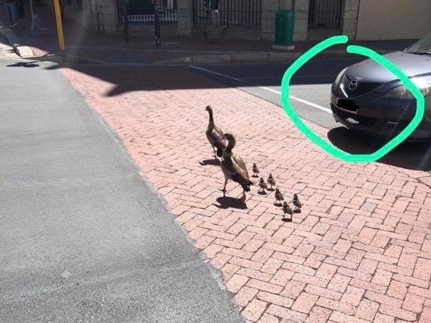 goslings at the traffic lights of Spin Street and Adderley Road