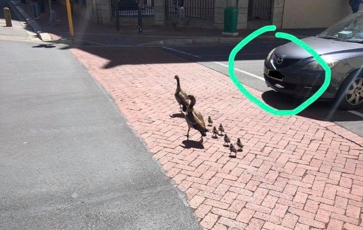 goslings at the traffic lights of Spin Street and Adderley Road