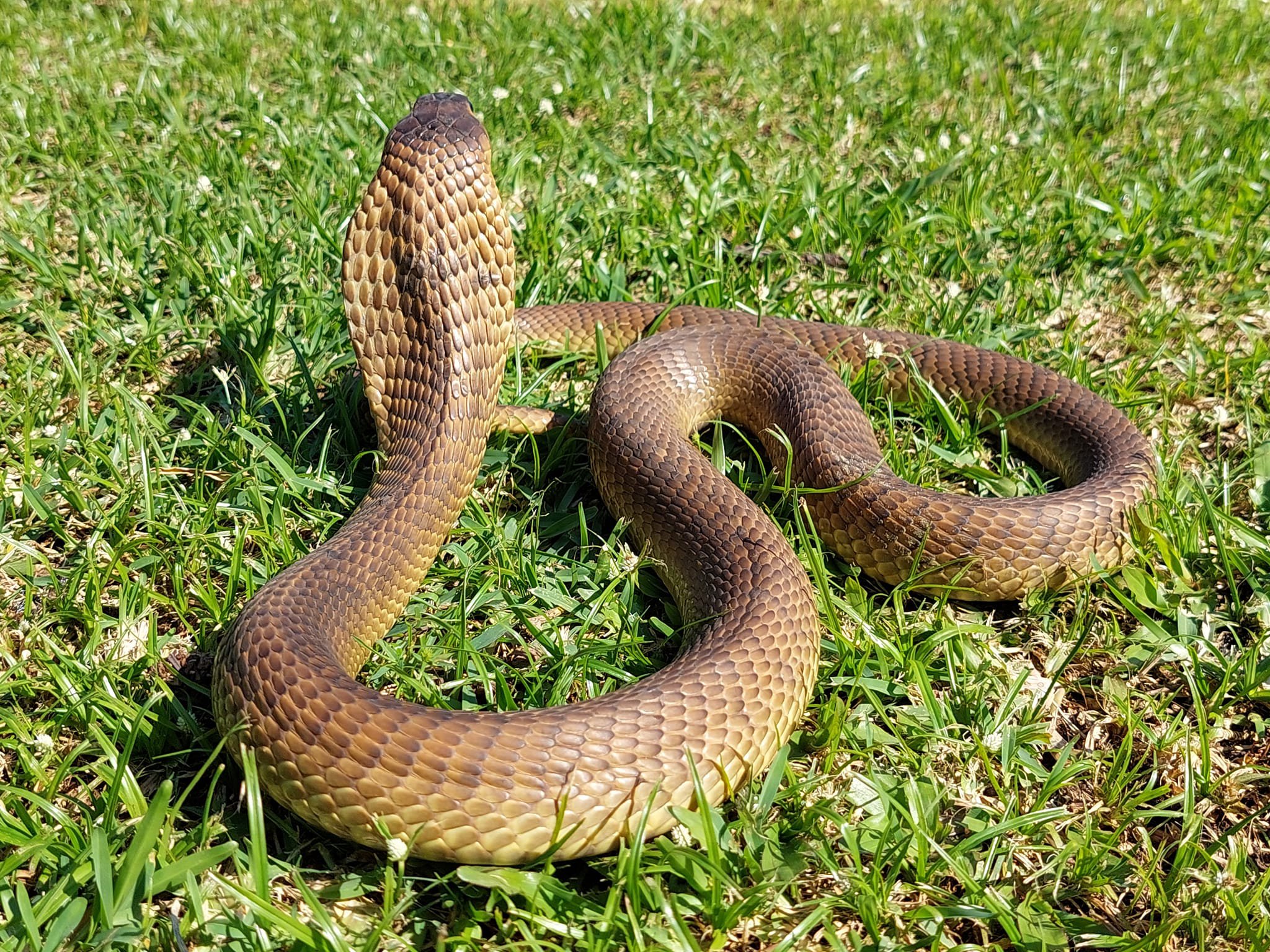 Cobra on green grass