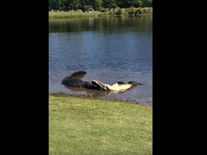 crocodile fight