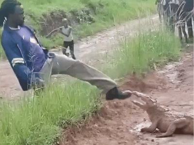 WATCH: Outrage as local man kicks crocodile in viral clip
