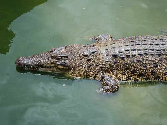 Crocodile