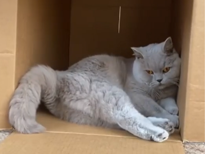 WATCH: Cute cat videos are still a thing on the internet, check this one out!