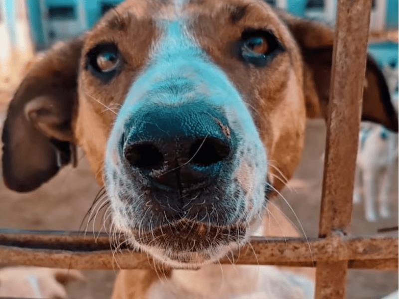 CUTE_DOG_LOOKING_THROUGHT_GATE