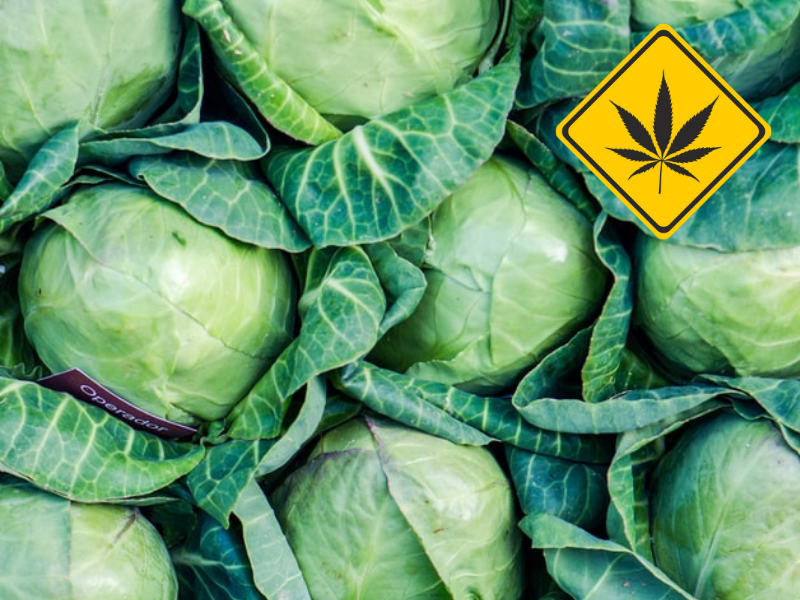 CRAZY: 'Mountain Cabbage' hidden under the cabbage....