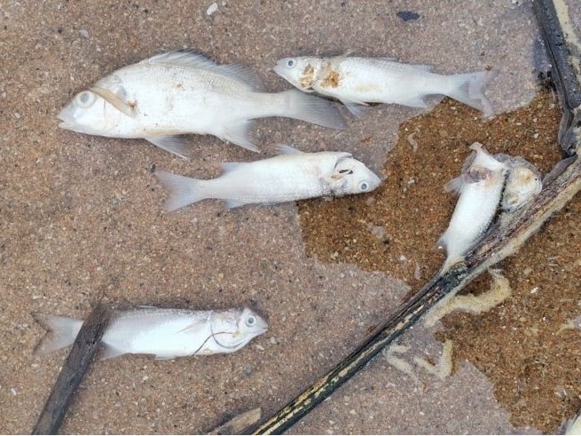 Call for information in Umhlanga fish kill probe
