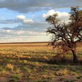 Camel Thorn, Kgalagadi, Botswana. PIC Heath Beckett