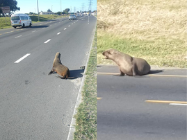 Cape Fur Seal