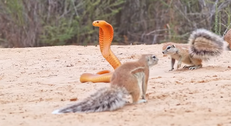 WATCH: Ground squirrels take on dangerous Cape cobra