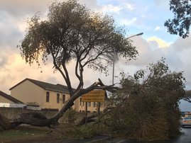 Cape storm trees uprooted