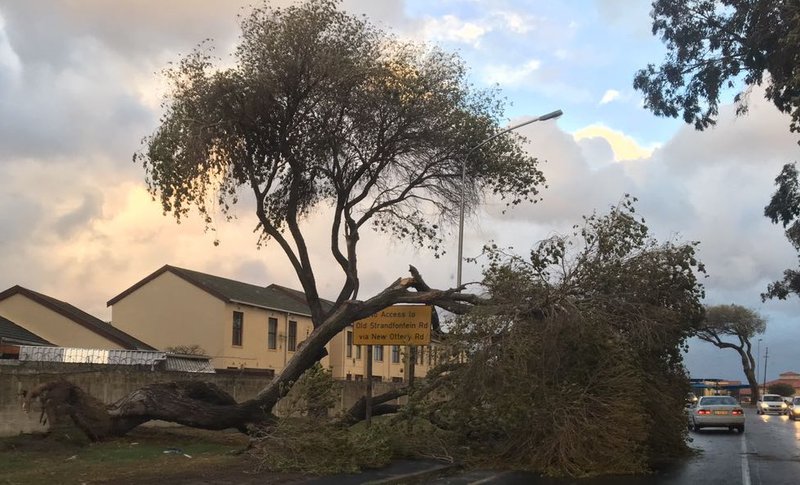 Cape storm trees uprooted