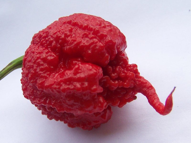 Carolina Reaper.jpg