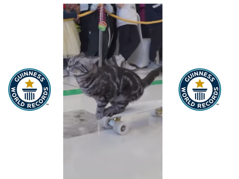 Cat riding a skateboard