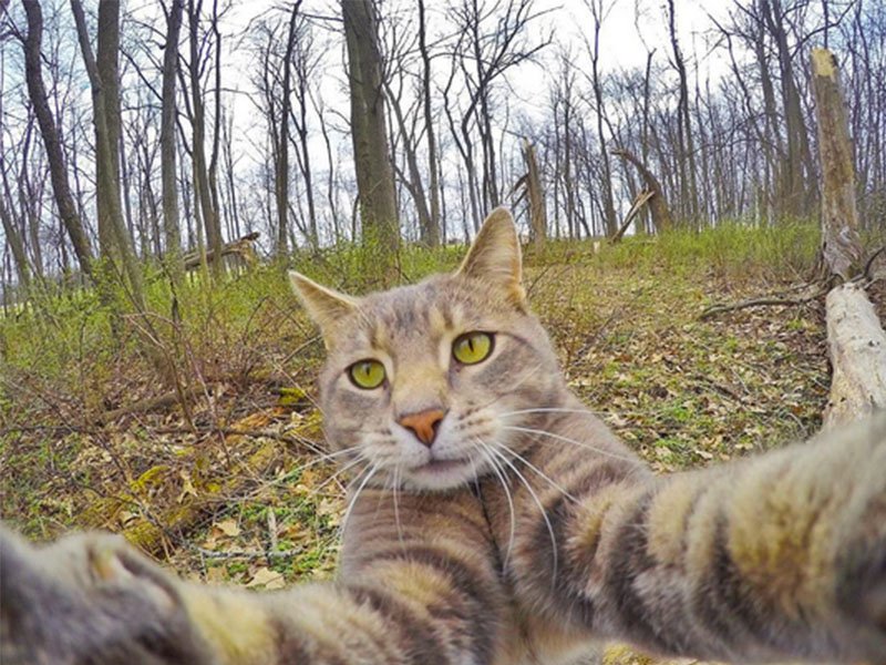 Cat Takes Selfies
