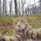 Cat Takes Selfies