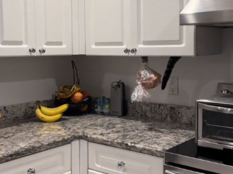 Screenshot of video of cat stealing bread.