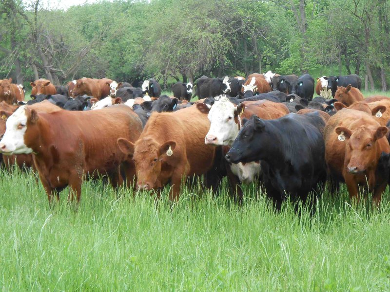 Cattle.jpg