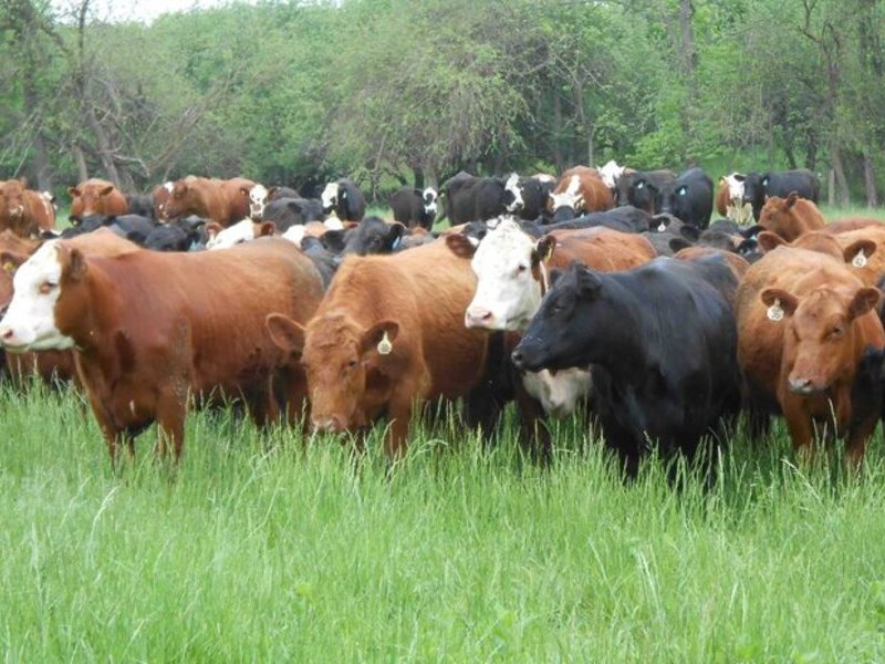 Cattle
