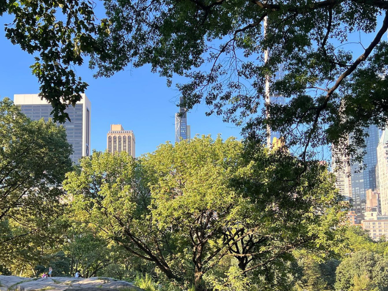 Central park in New York City