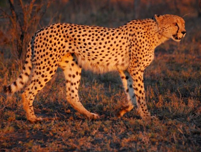 Cheetah