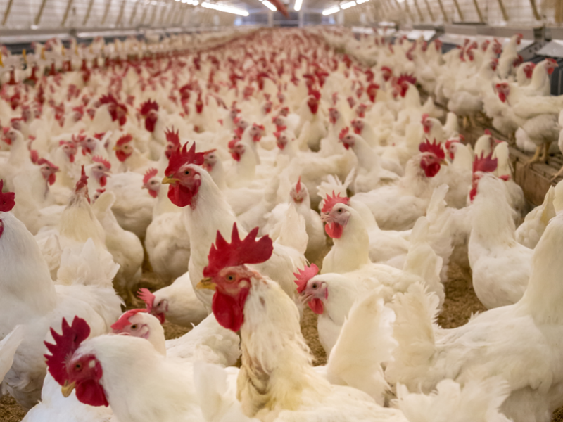 A flock of chicken