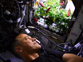 The gravitational Chili Pepper: NASA astronauts planting experiment in space