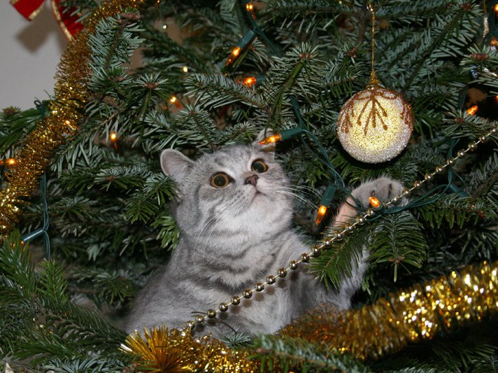 Christmas-Tree-Cat-435315_18296190.jpg