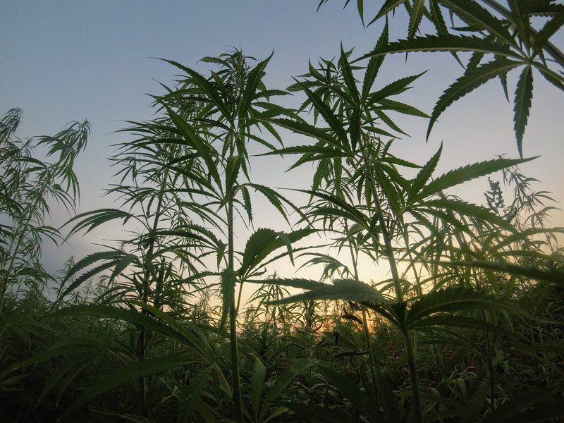 Singapore hangs prisoner over 1 kg of cannabis