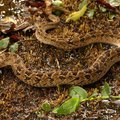 Common Night Adder