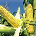 Corn and or maize
