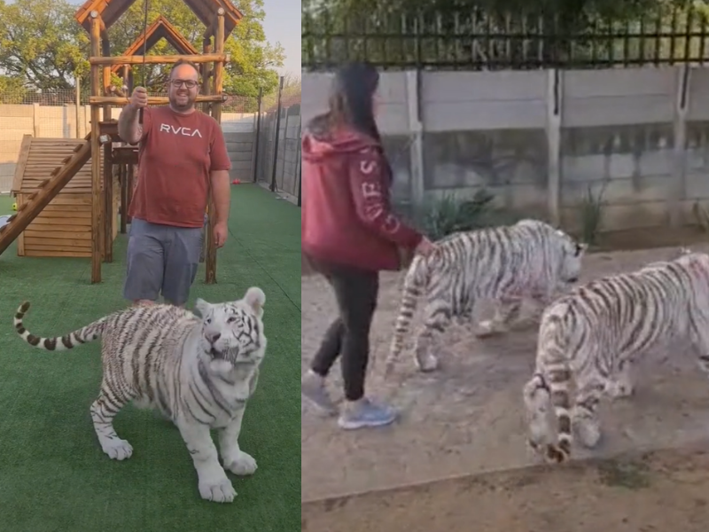 WATCH: Pet Tigers peak over the fence into a daycare facility and leave Boksburg parents in uproar!