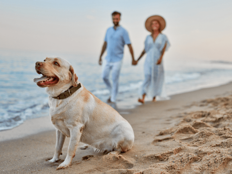 Couple walking their dog on a beach