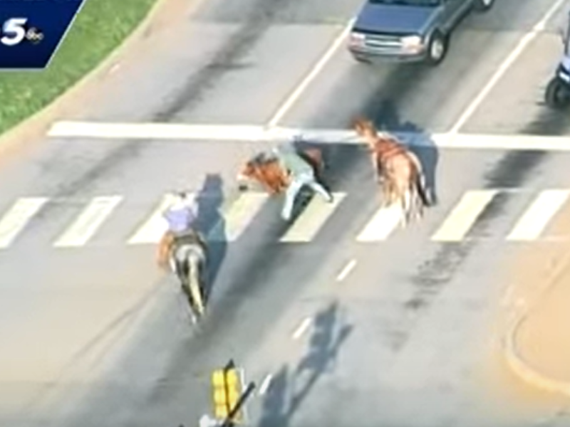 Cowboys wrangling a cow on highway