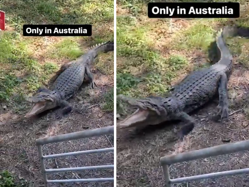 Crocodile on a patch of grass