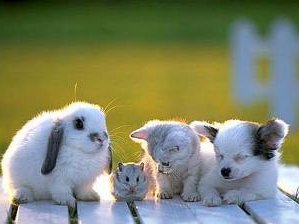 Cute-babies-pets-and-animals-16883225-323-224.jpg