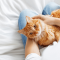 Cute ginger cat sitting on a woman's lap