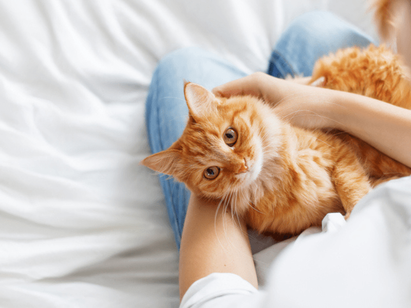Cute ginger cat sitting on a woman's lap