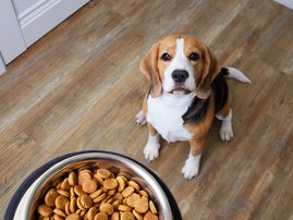 DOG FOOD DOG WAITING FOR FOOD